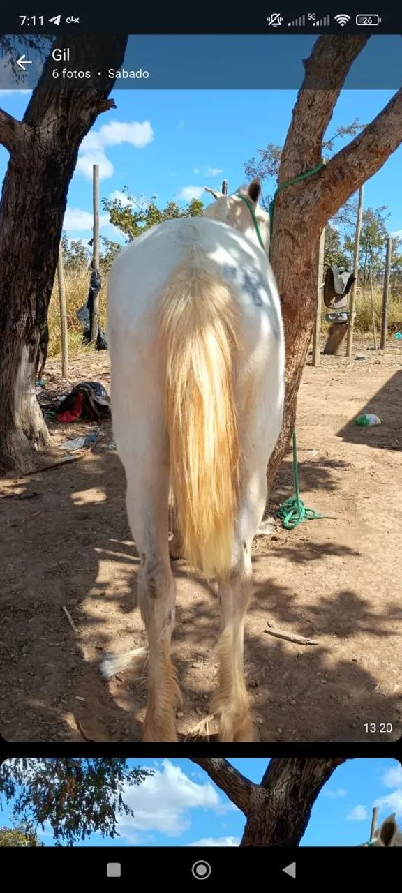 Égua nova e saudável. - Foto 3