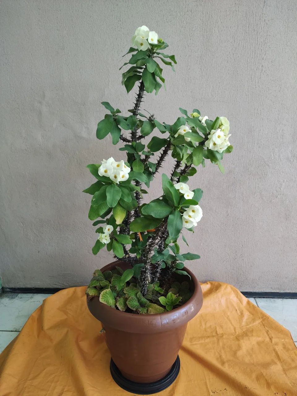 Planta Eu e Tú gigante  - Foto 2