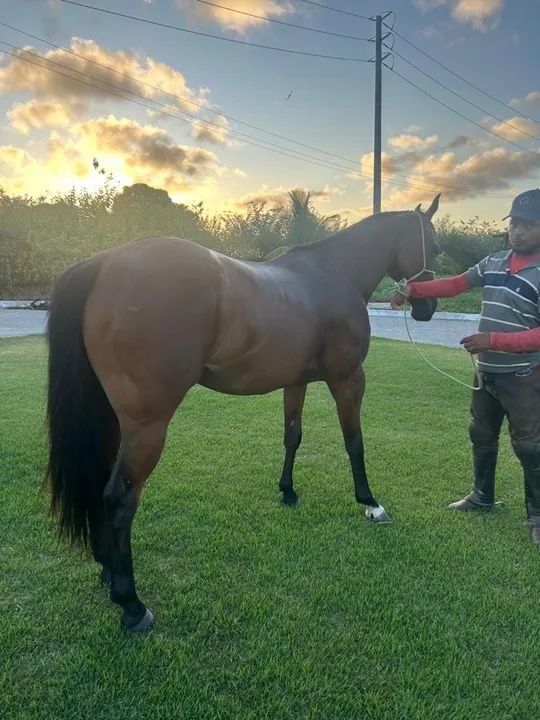 Potra Quarto de Milha - Foto 2