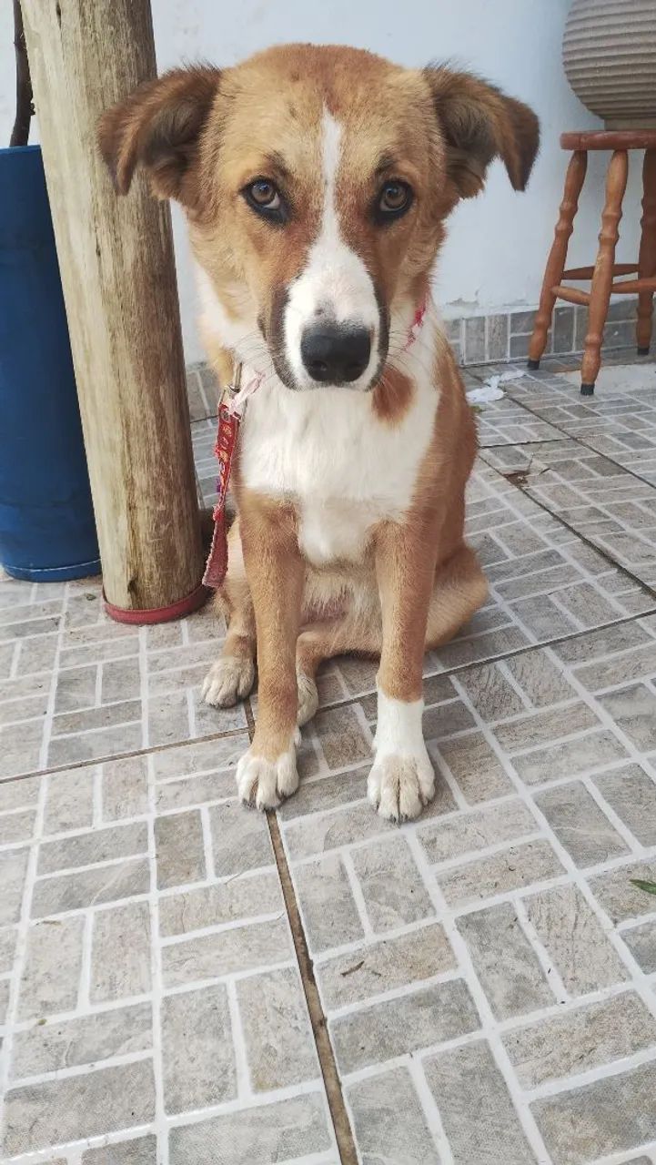 Cachorro SRD adoção  - Foto 5