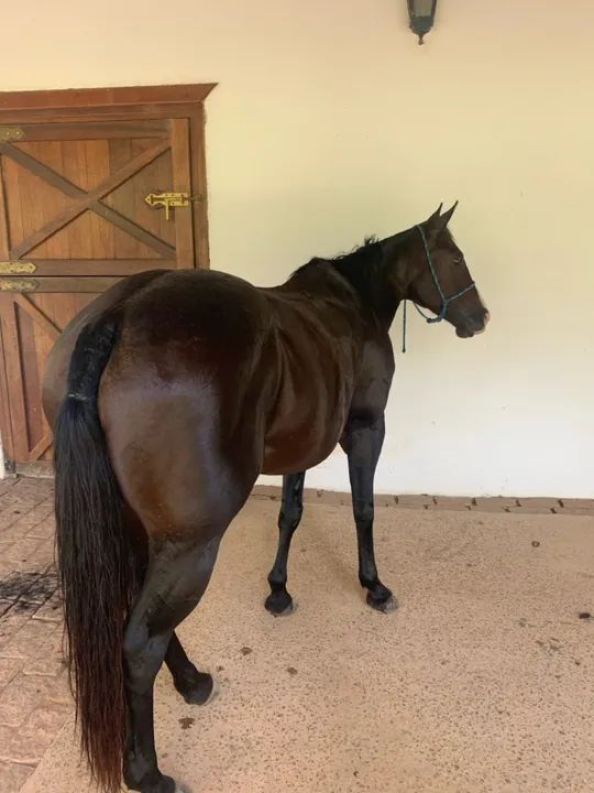 Égua Paint  Horse  - Foto 4