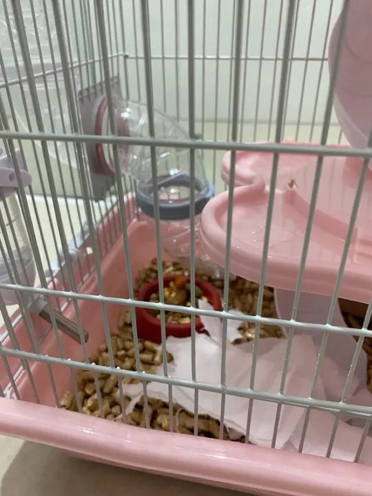 *DOANDO*  HAMSTER ANAO RUSSO+GAIOLA+Palha, comida e areia - Foto 3