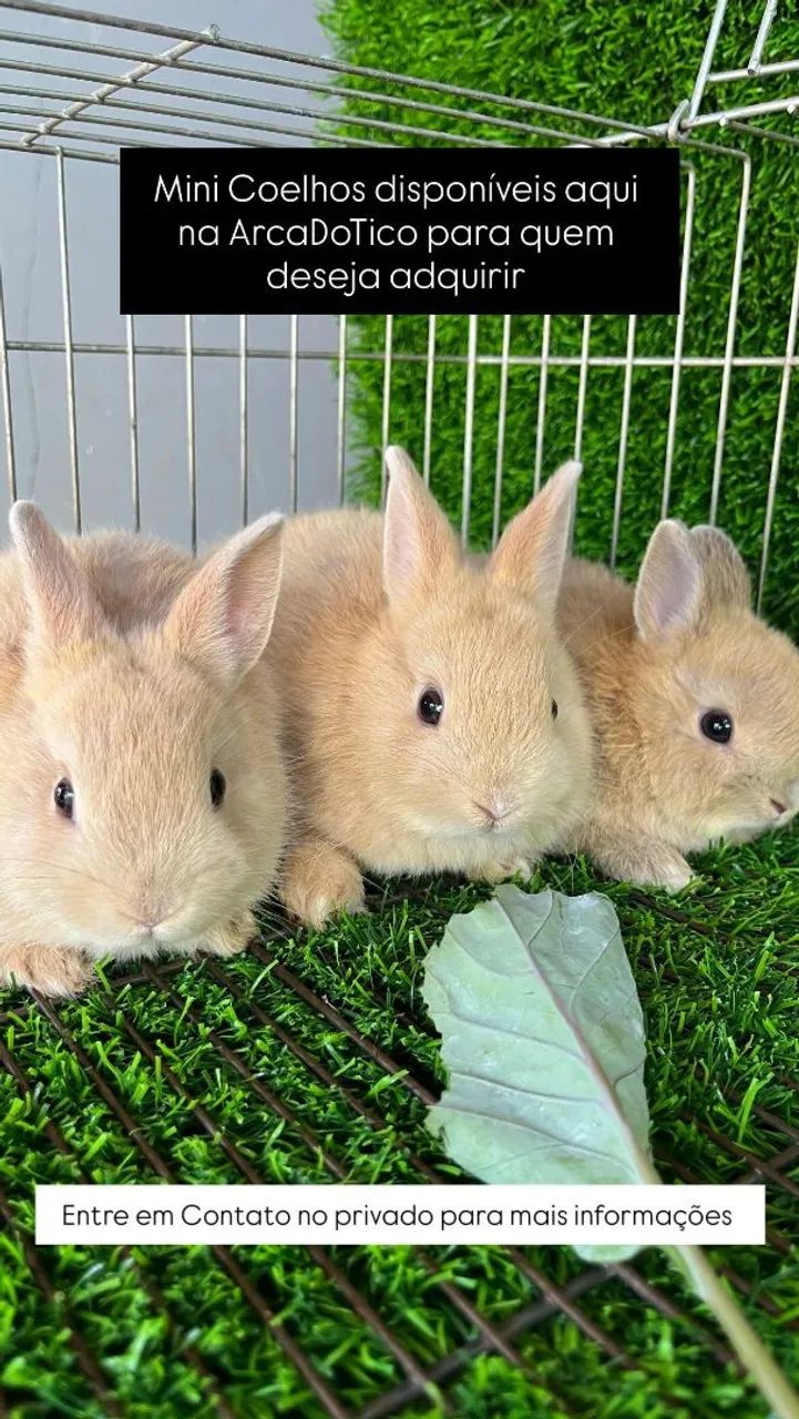 Coelho anão netherland