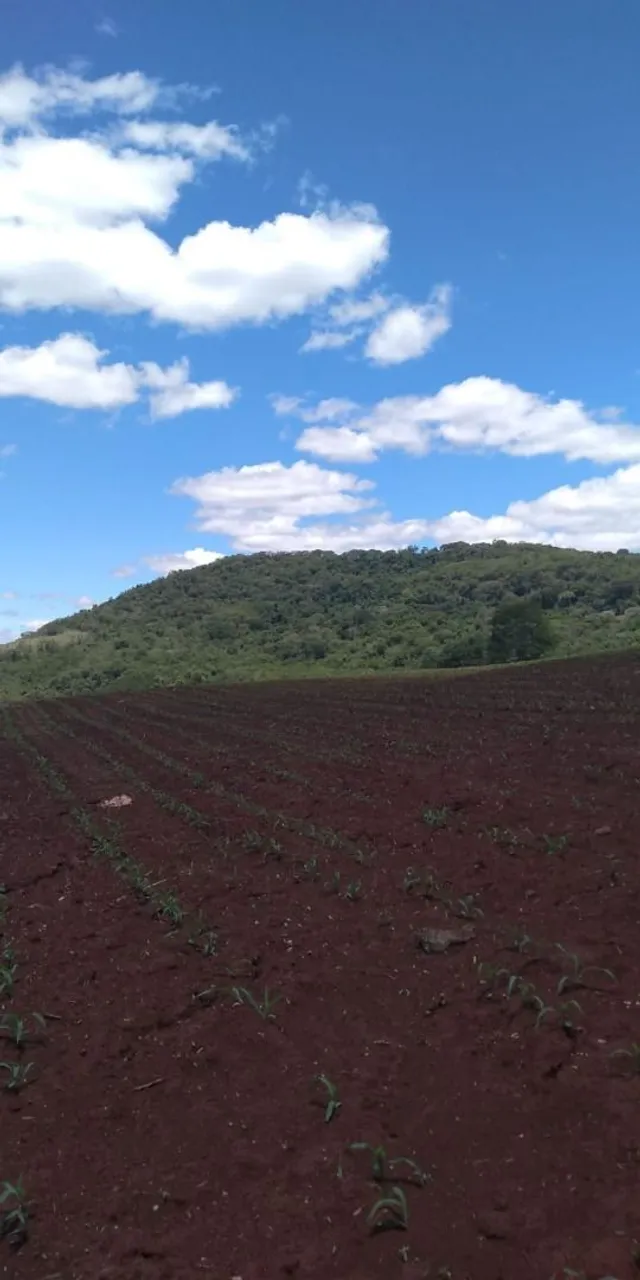 Sítio à venda, 145200 m² por R$ 1.200.000,00 - Jardim Ouro verde - Guairaca/PR
