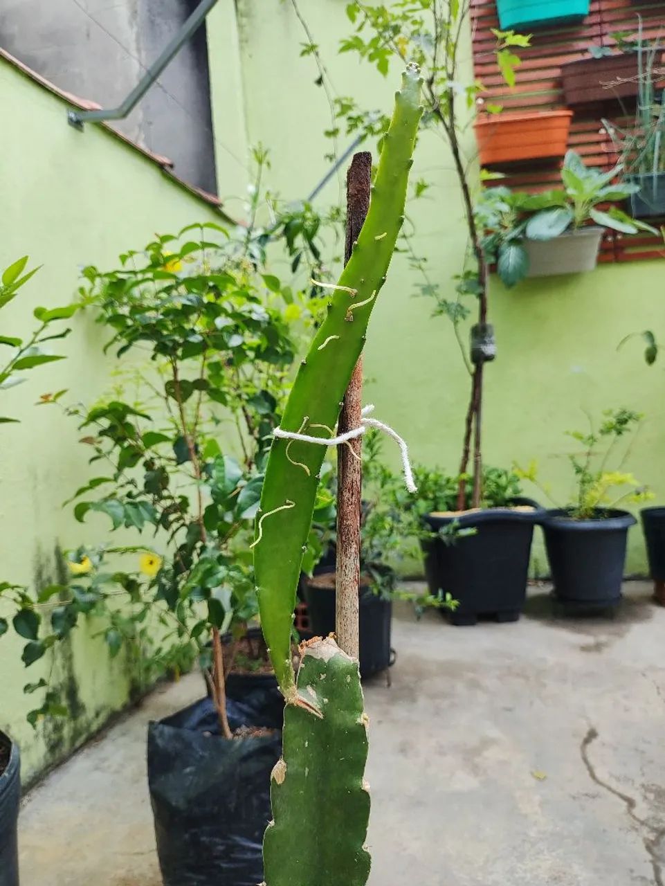 Muda de planta pitaya comum branca adulta  - Foto 2