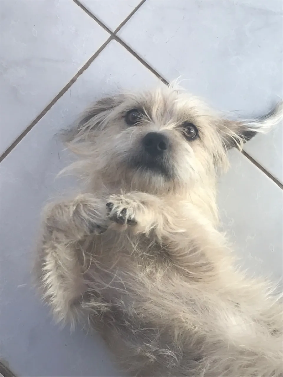 Filhote adorável à procura de um lar!