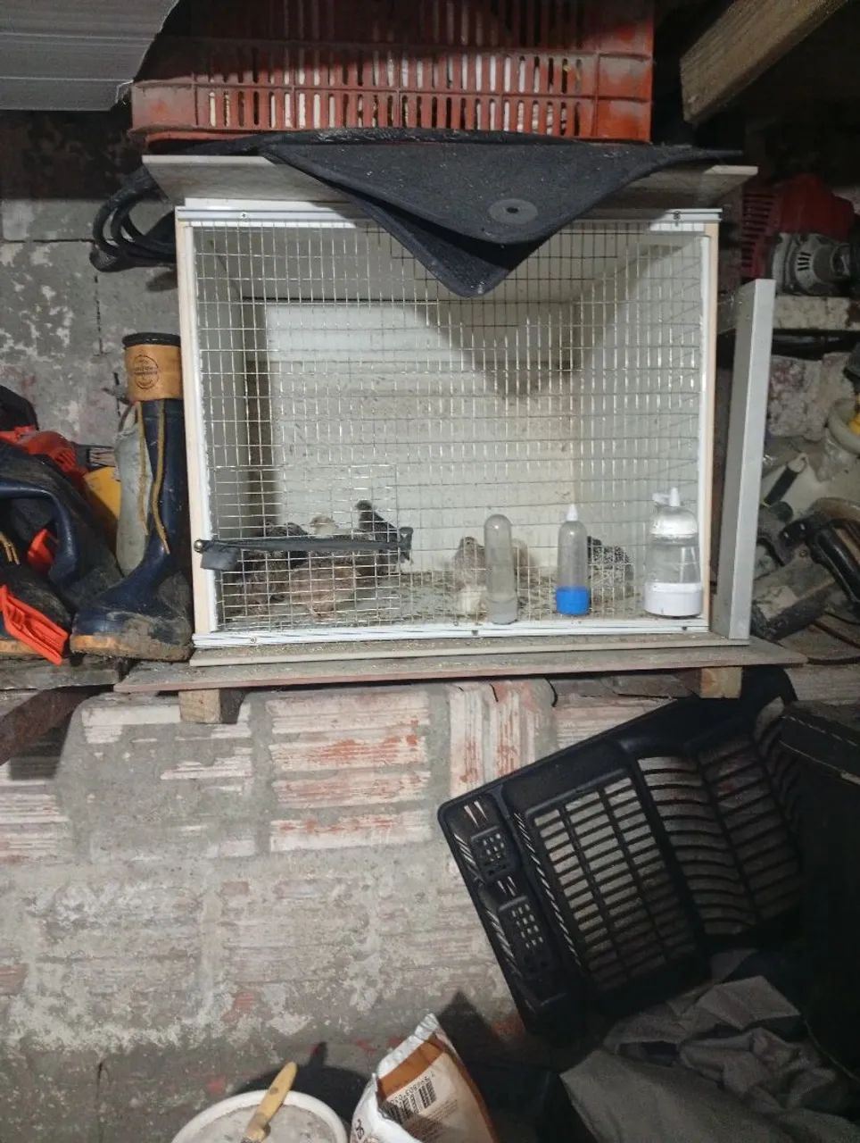 Codornas 25 Dias  - Foto 5