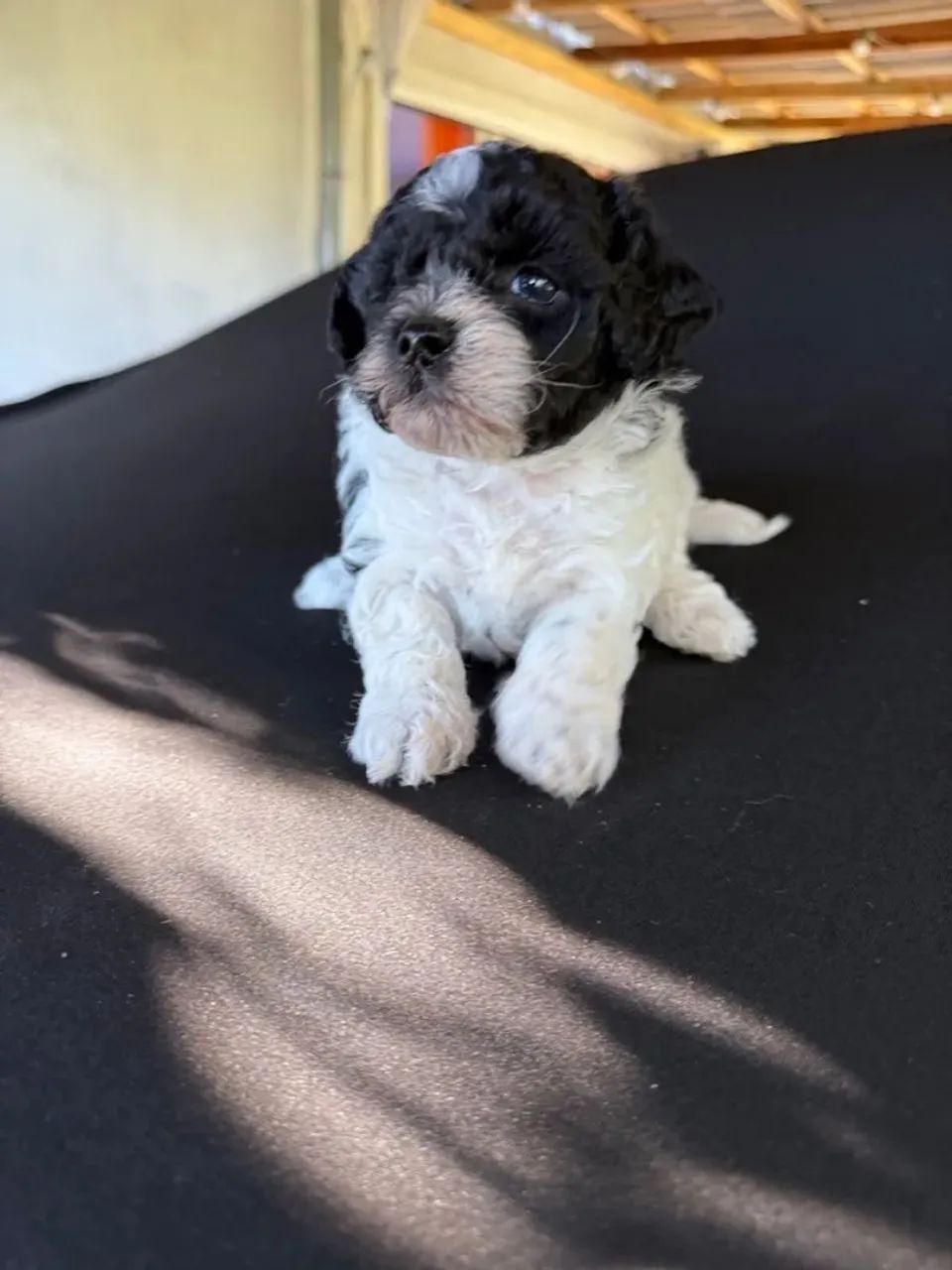Shipoo fofos caminha brinde zap (85)99990.2592