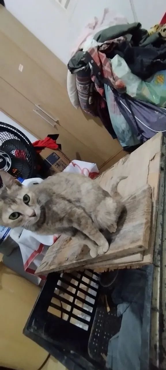 Doa-se gata - Foto 2