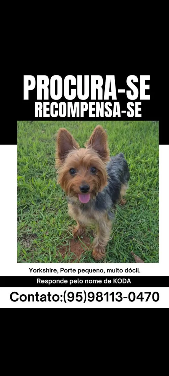 Yorkshire Perdido - Koda - Recompensa!
