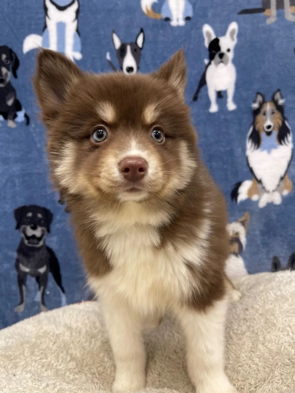 Husky Siberiano Bolinhas de Energia e Amor! - Foto 2