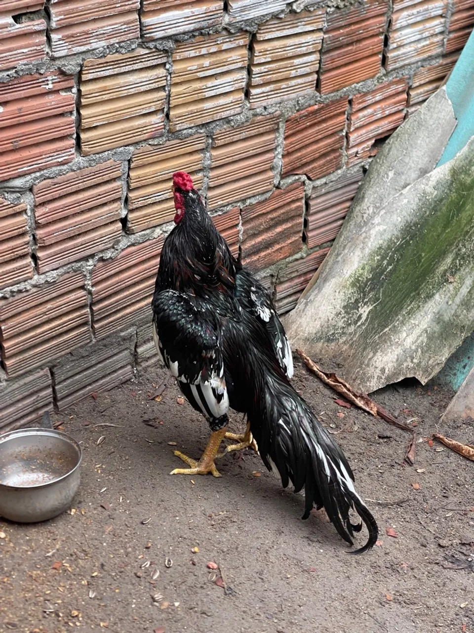Galo Pintado