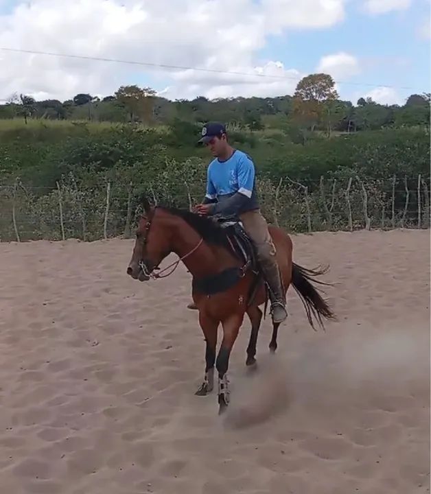Potro Quarto de Milha - Puro Sangue - Foto 5