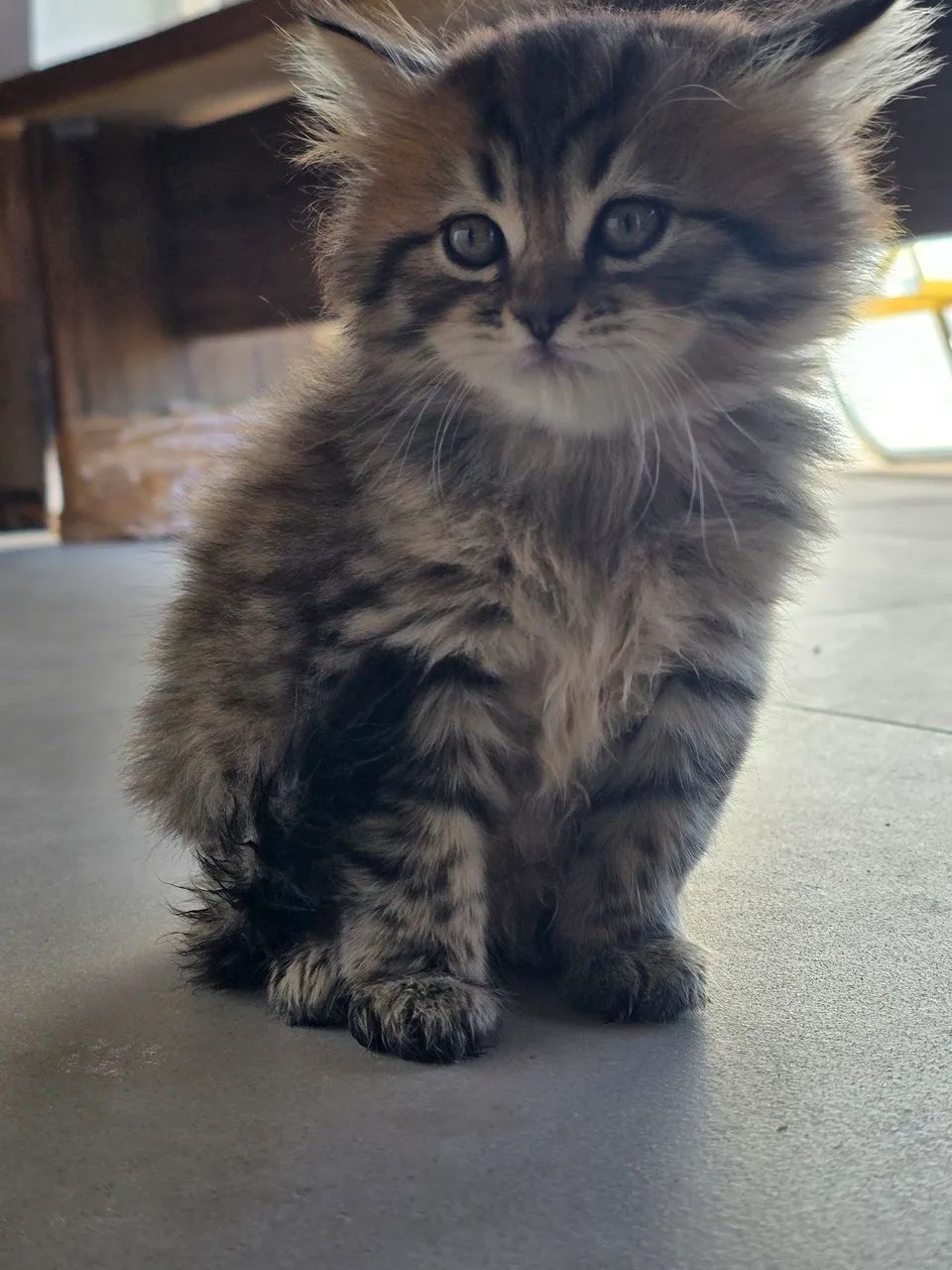 Vendo filhotes de gato persa - Foto 2