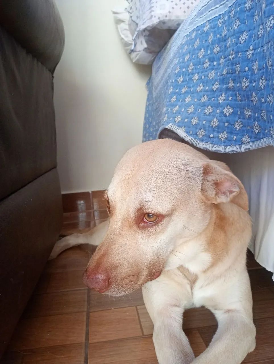 Doação de cão  - Foto 5