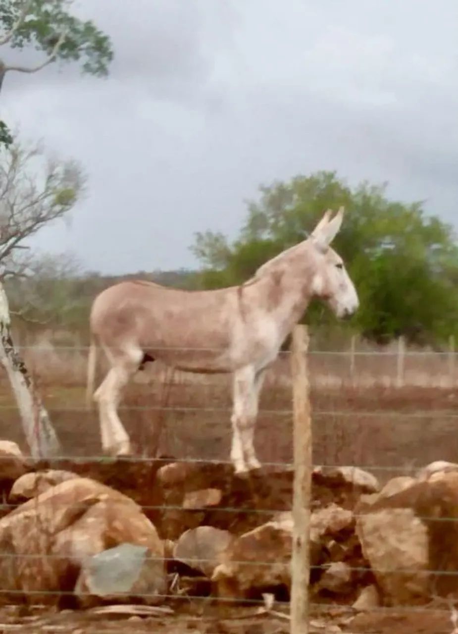 Jumento Pega - Egua Paulista - Burro Pega