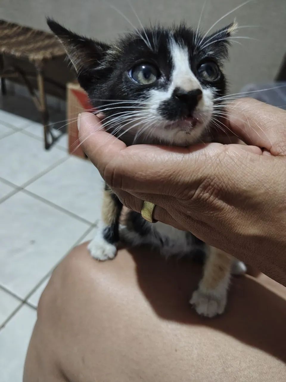 Doação de gatinha ?