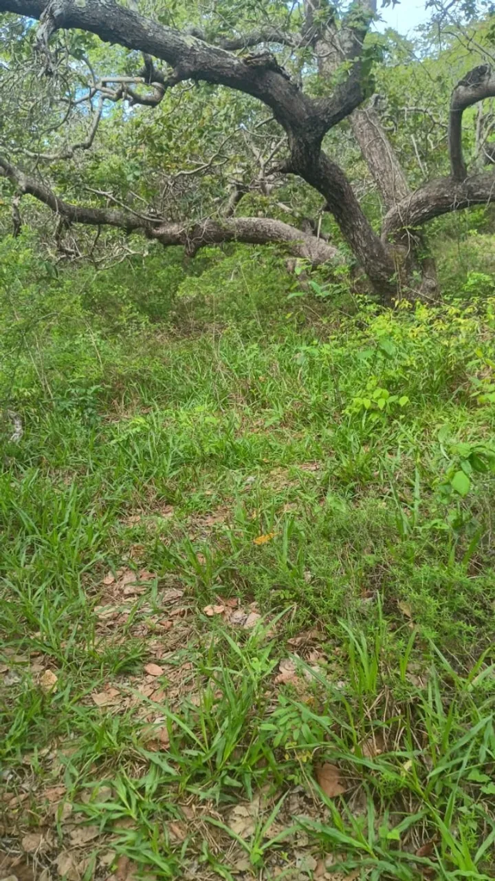 Terreno sítio pureza