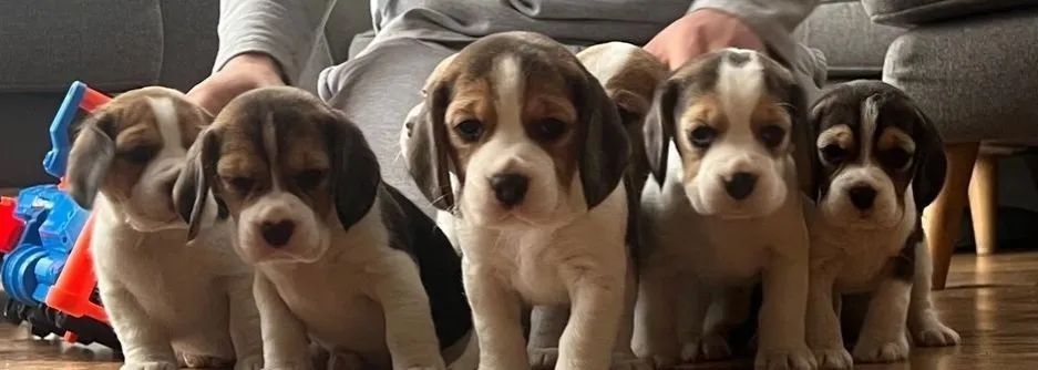 Beagle 13 polegadas macho e femea disponível 