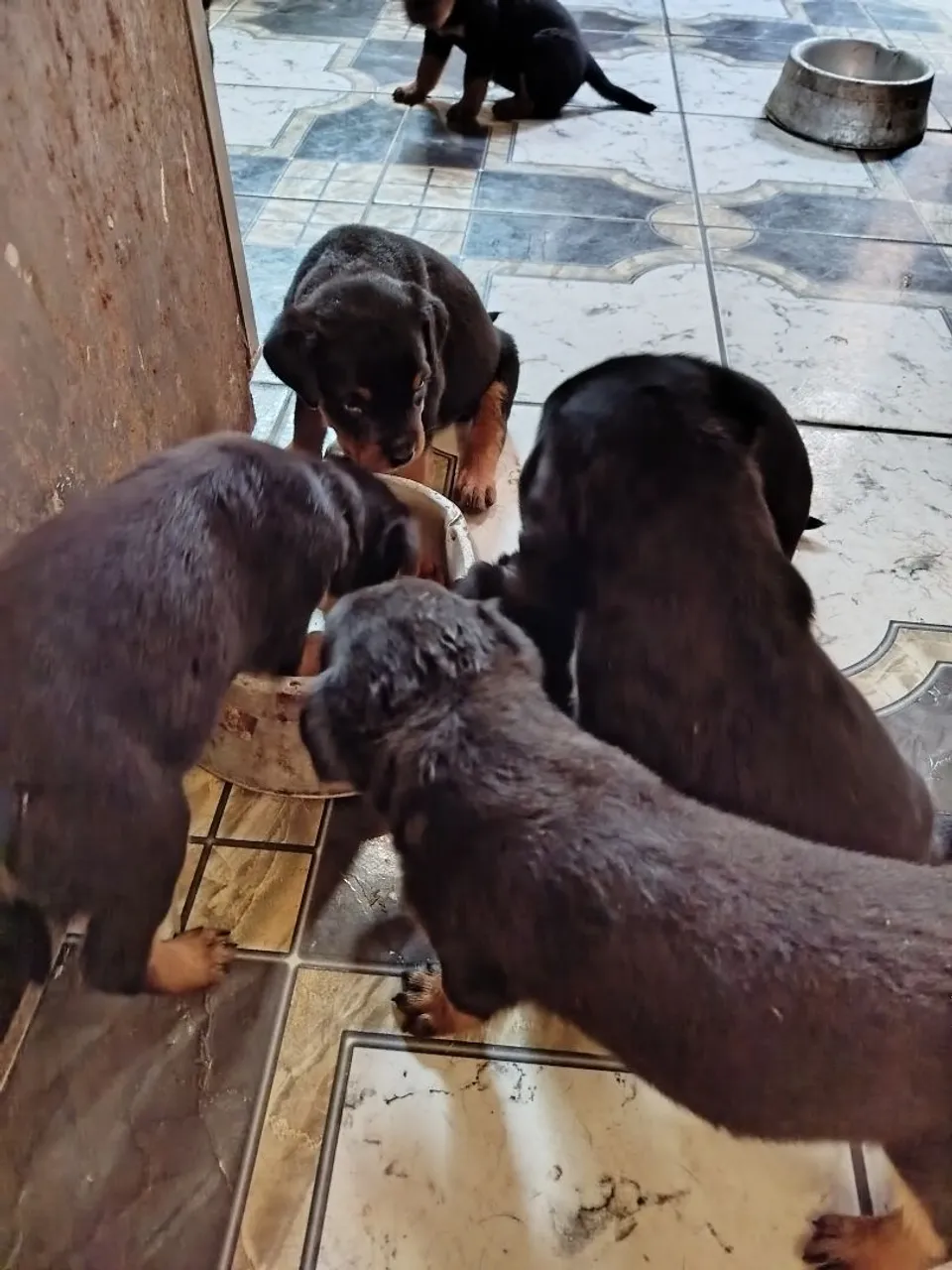 Filhotes de Rottweiler puros
