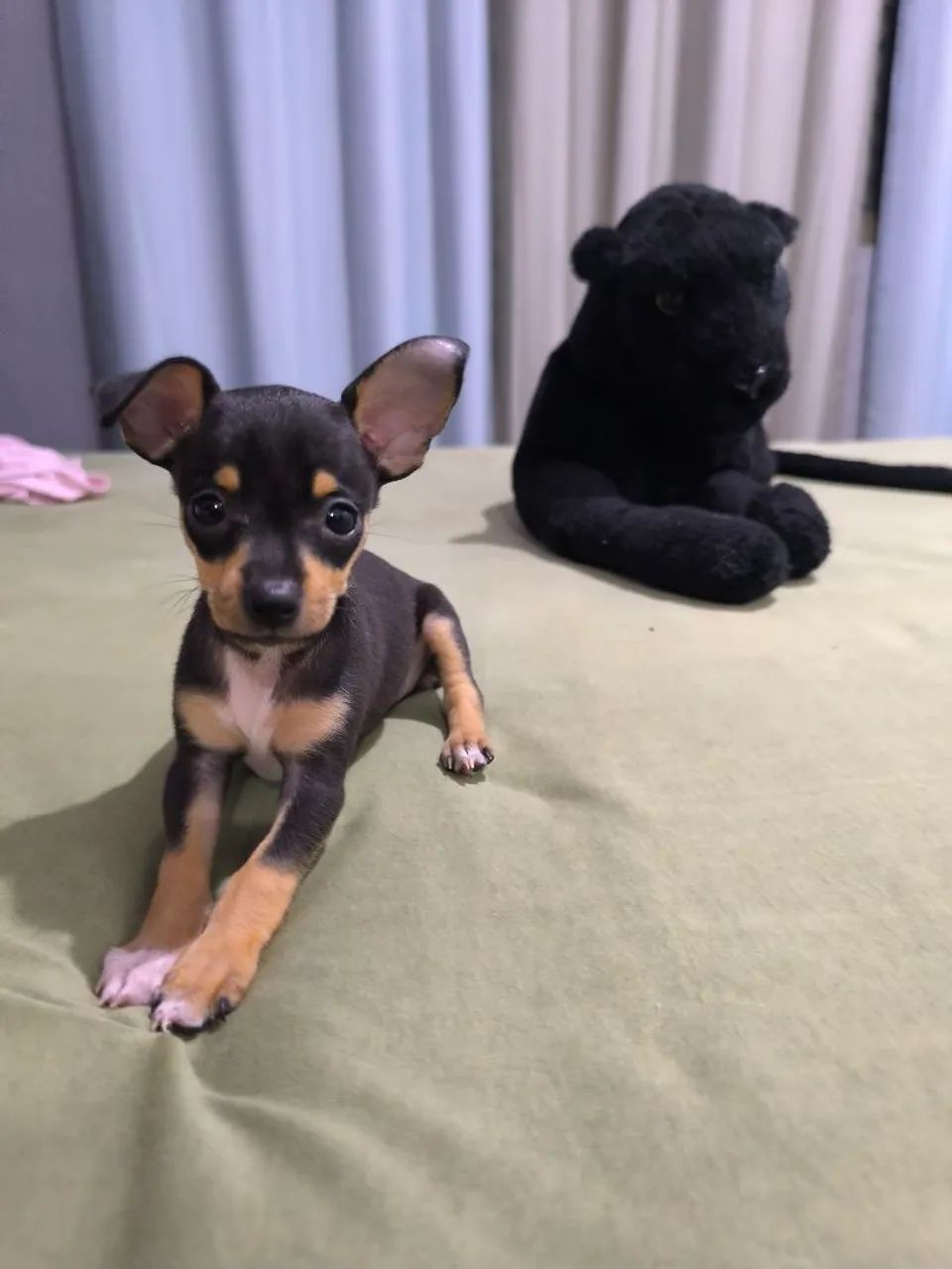 Filhote de Pinscher Machinho  - Foto 3