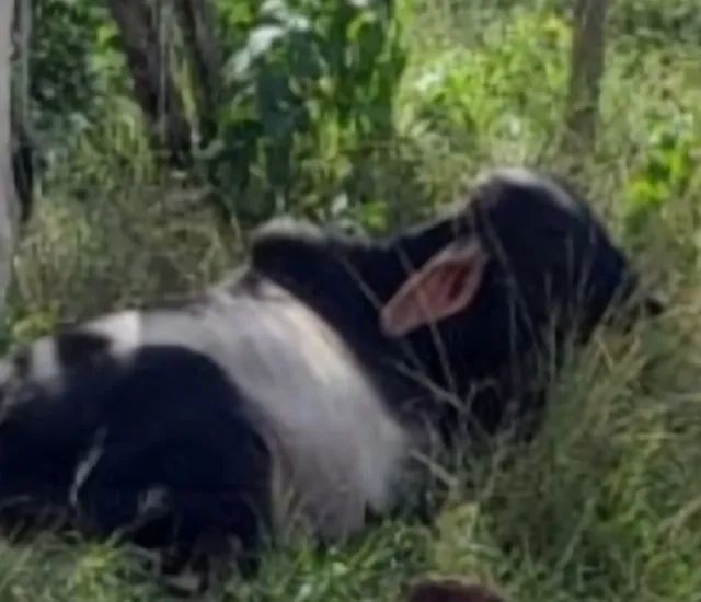 BOI GUZERÁ , MANSO E RAÇUDO. - Foto 5