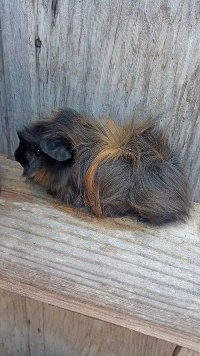 Porquinho da índia peruano 