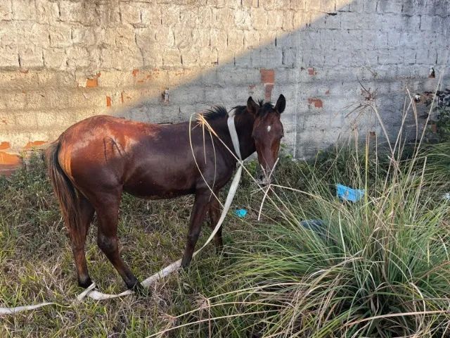 Vendo ou troco potra de 8 messes 