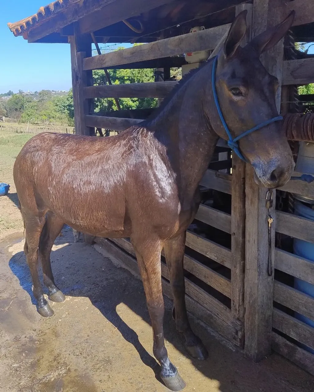 Burro de patrão 