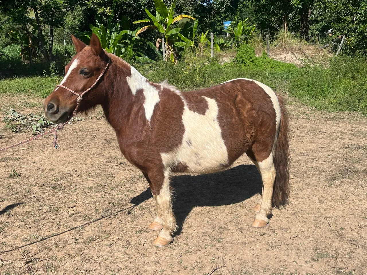 Mini Égua Pônei - Pelagem Exótica