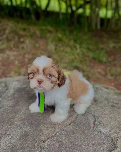 Shihtzu filhotes , pagamento somente quando pegar o filhote no colo 