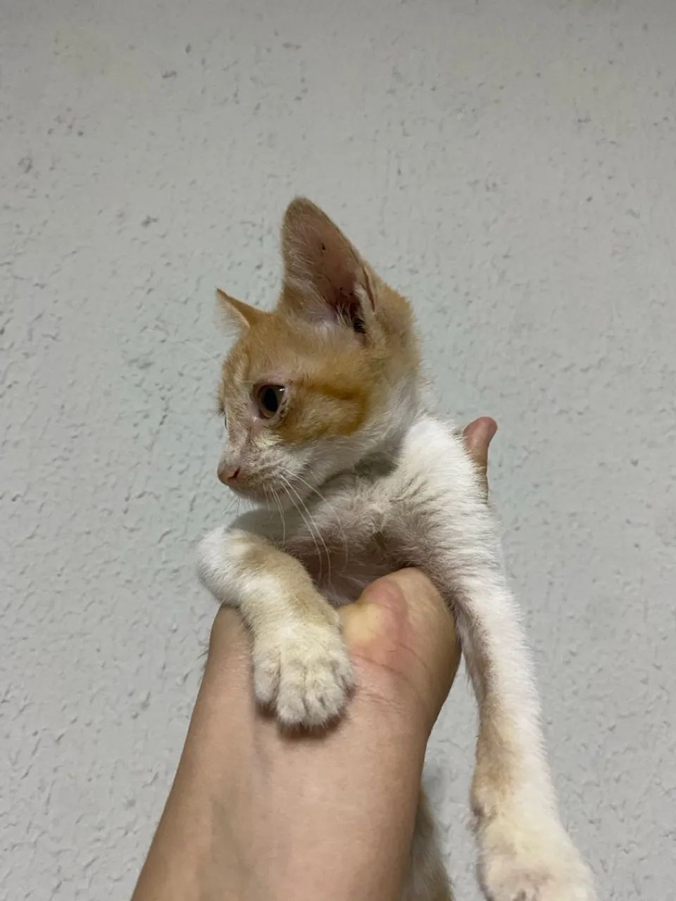 Gatinho filhote para adoção