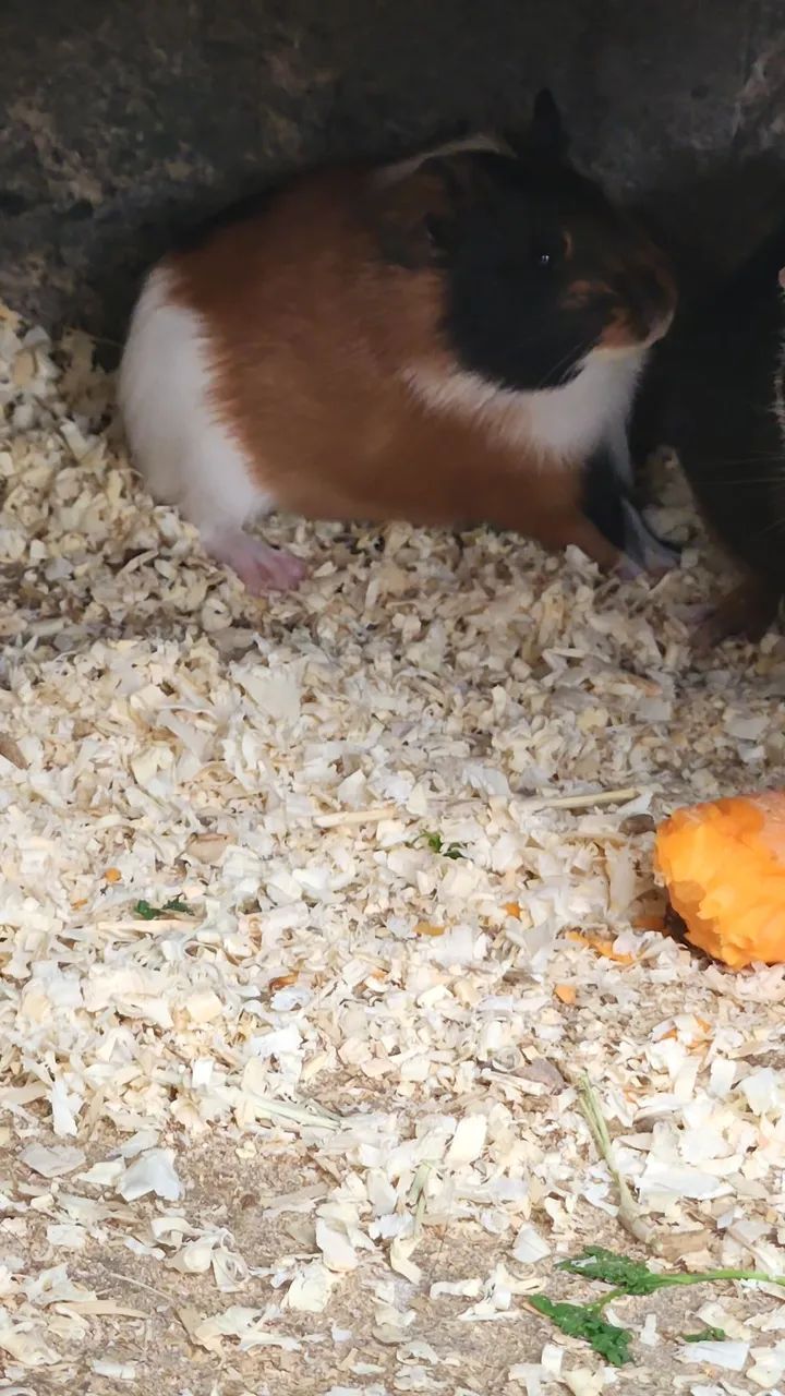 Vendo Porquinho da índia - Foto 4