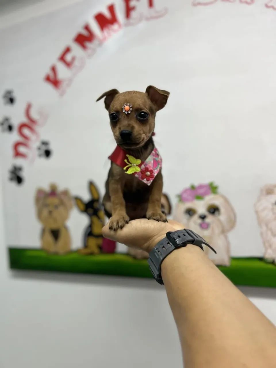 Filhotes de Pinscher Miniatura à Venda - Foto 2