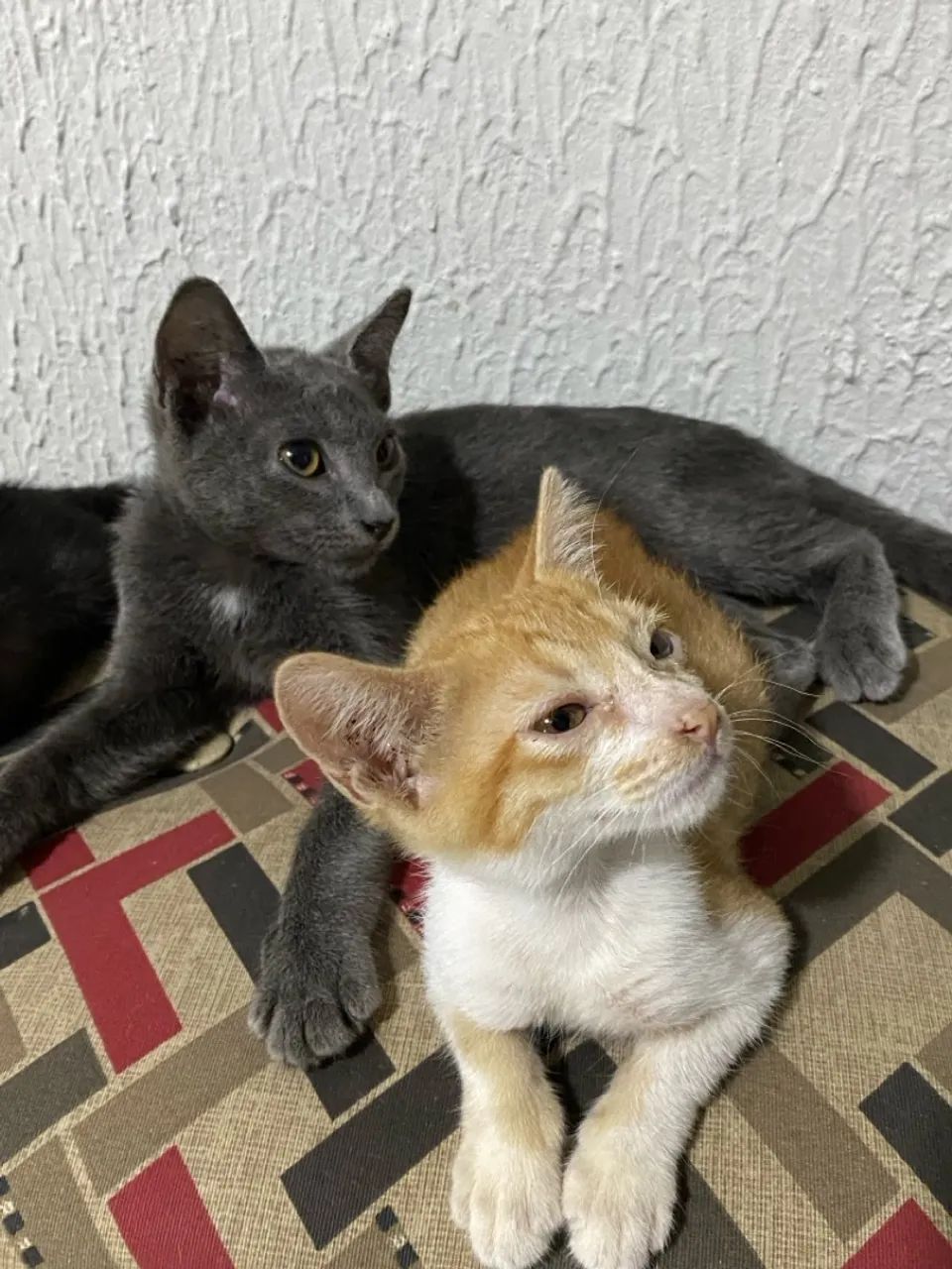 Gatinho filhote para adoção - Foto 2