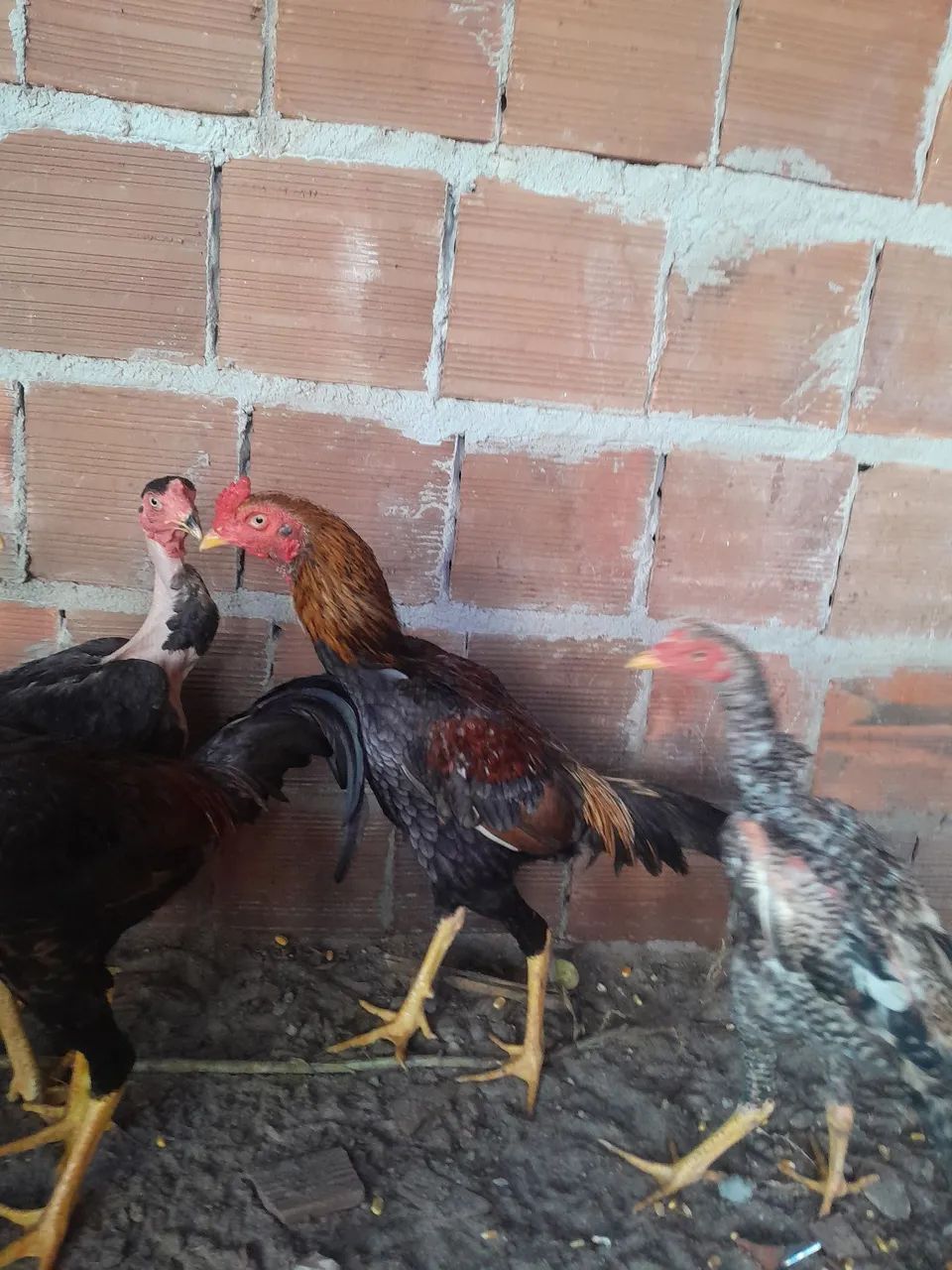 Frangos para venda 80 e70 cada