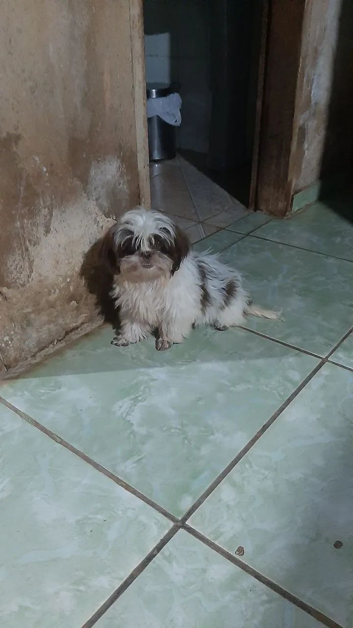 Shih-tzu  - Foto 2