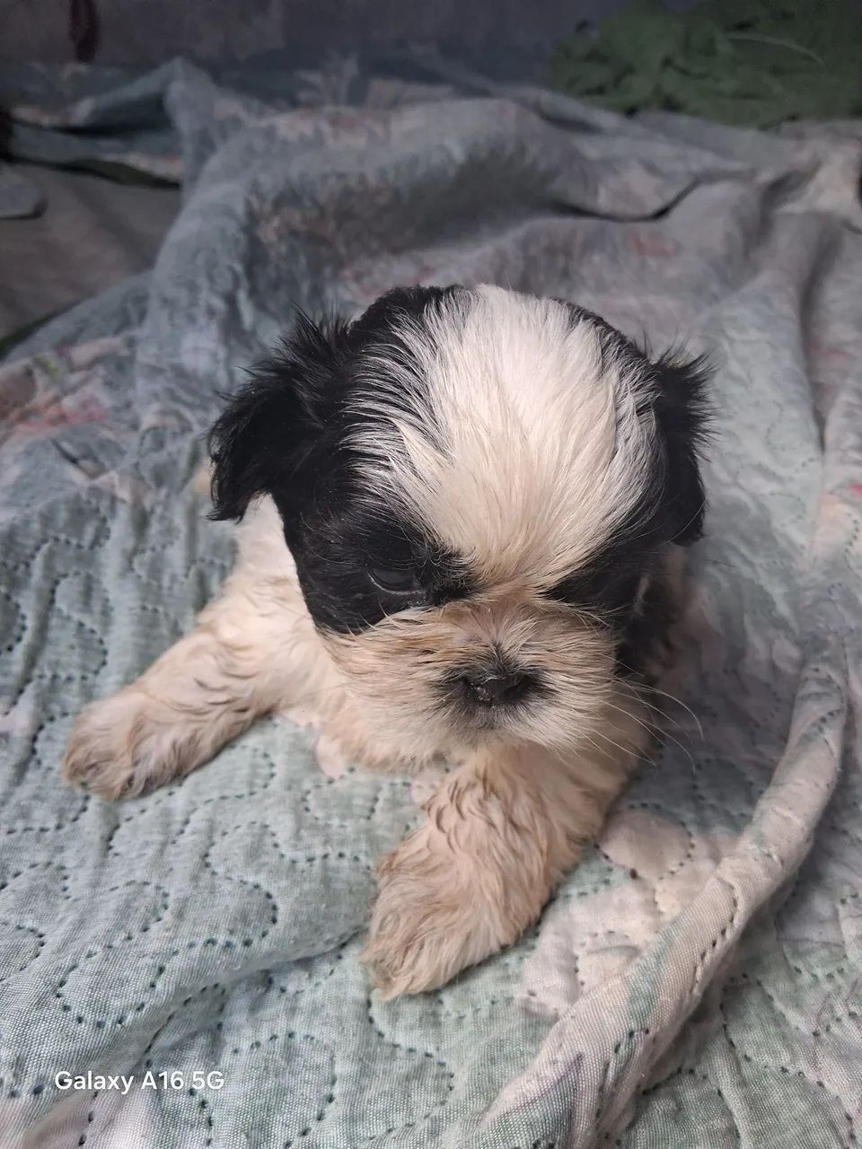 Filhotes Shih Tzu disponíveis - Foto 3
