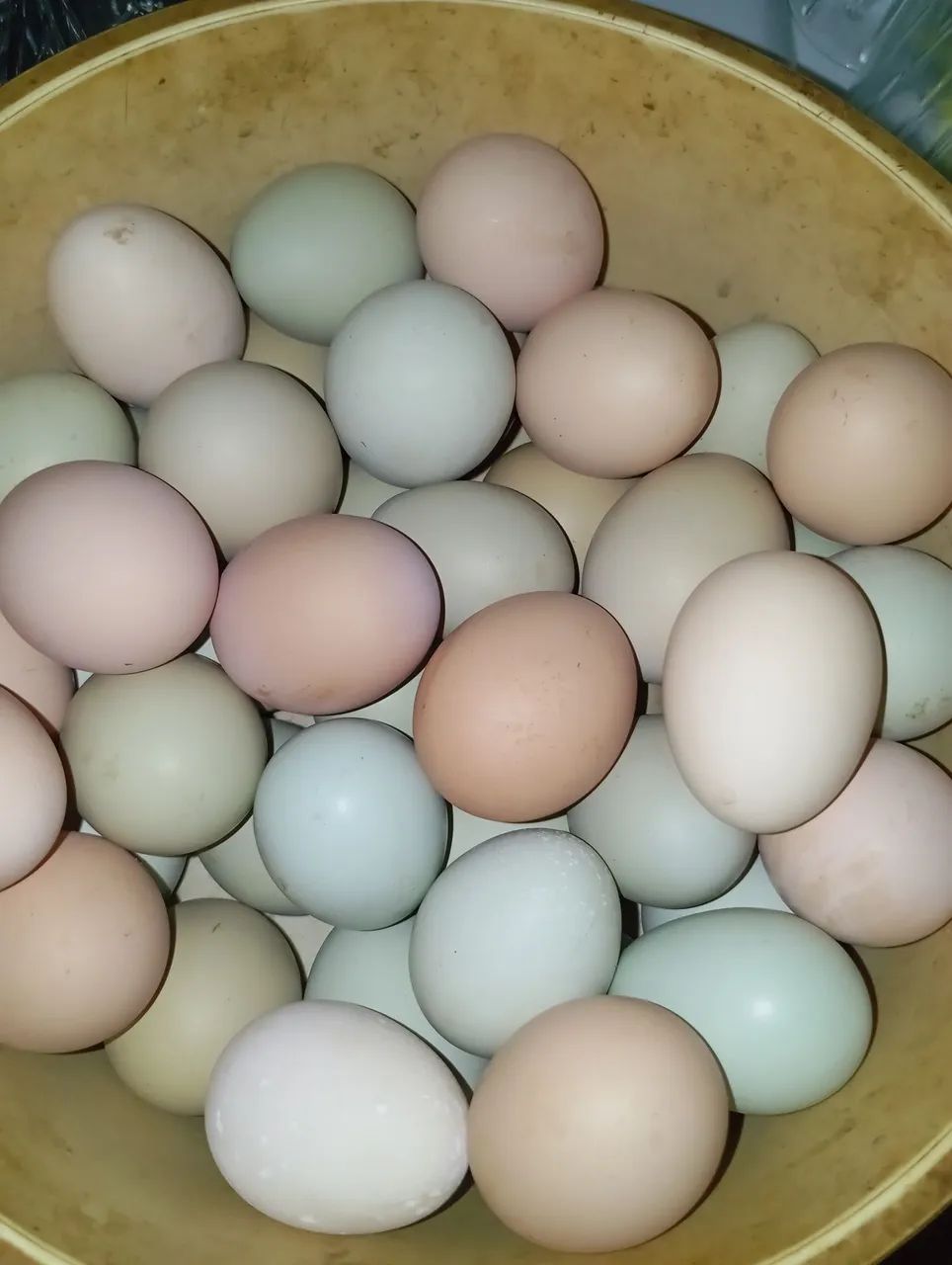 Ovos caipira Galados pra chocadeira!!! - Foto 6