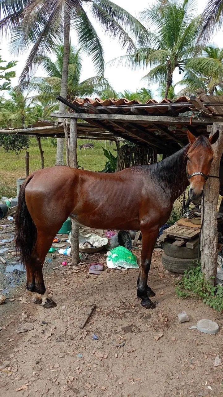 Potra dócil mestiça de quarto de milha 