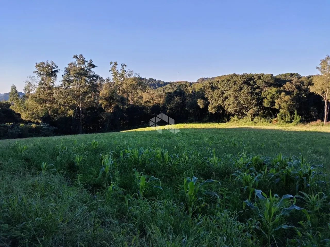 Área de terra de 02 hás agricultável - Foto 7