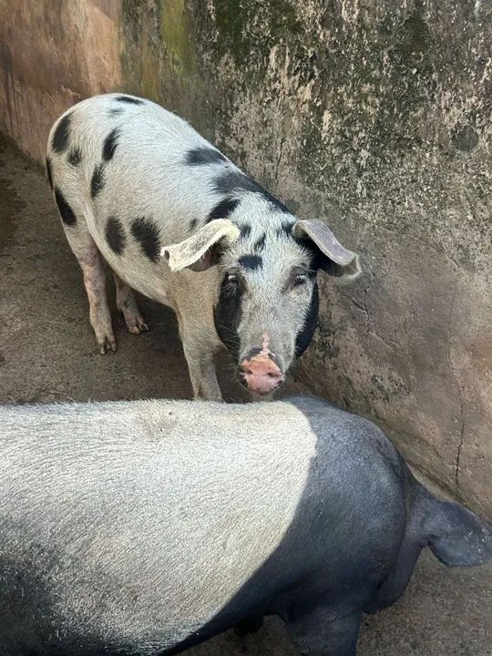 Porcos caipiras - Foto 3