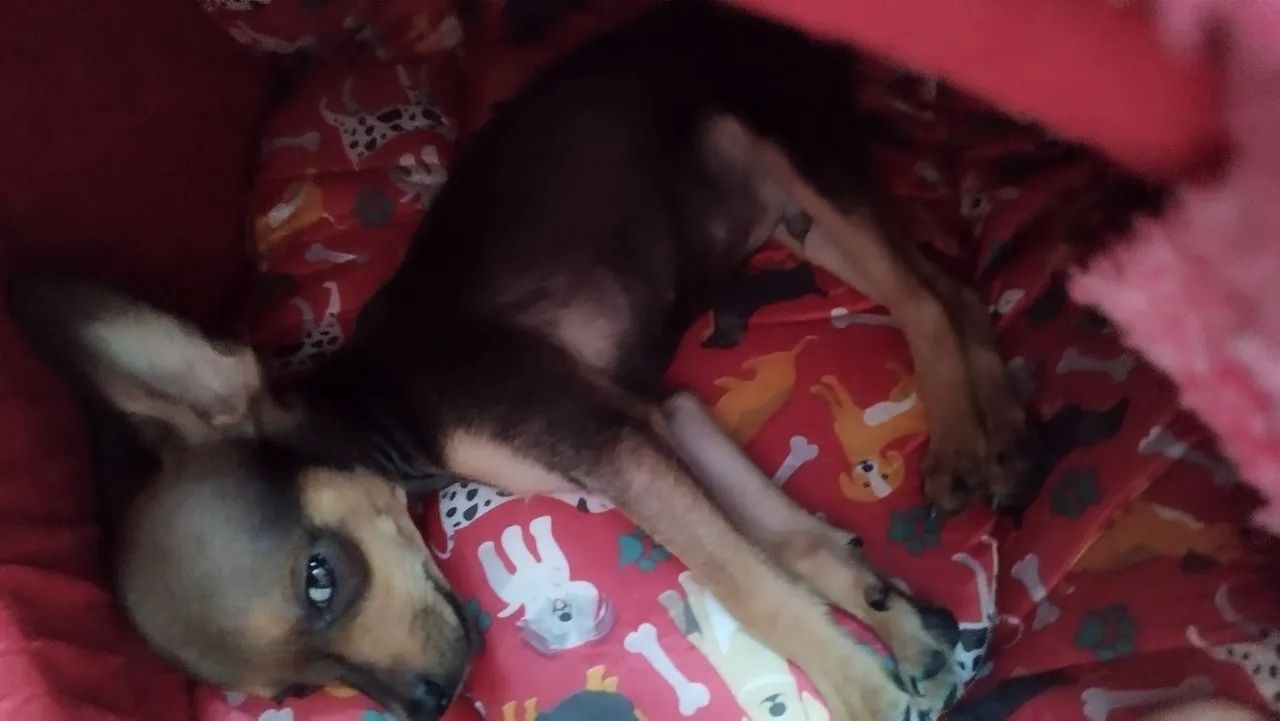 Troco por gato fêmea persa  - Foto 4