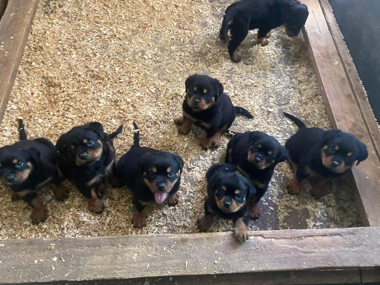 Rottweiler filhotes com pedigree e micro chip