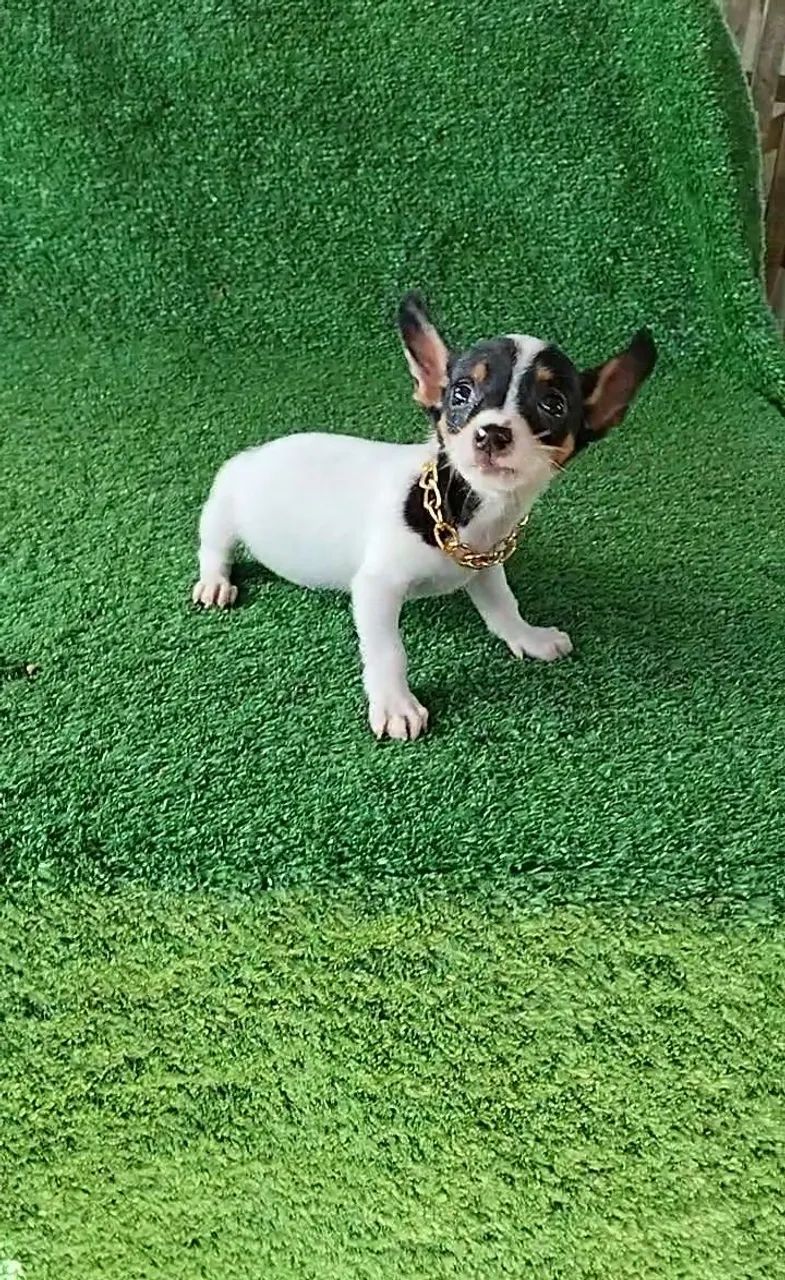 Pinscher cheio de charme  - Foto 3