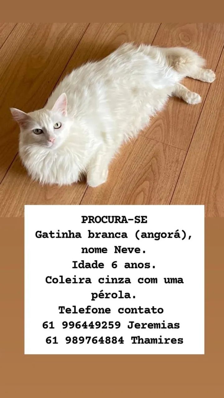 PROCURA-SE Gata Angorá  - Foto 5