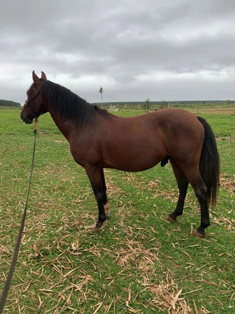 cavalo - Foto 5