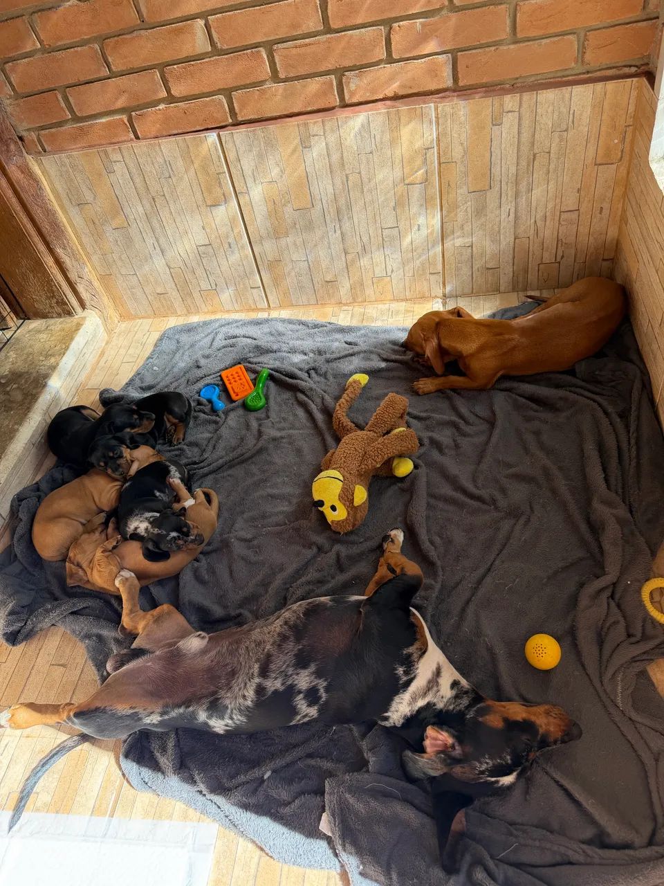 Dachshund Mini - Foto 2