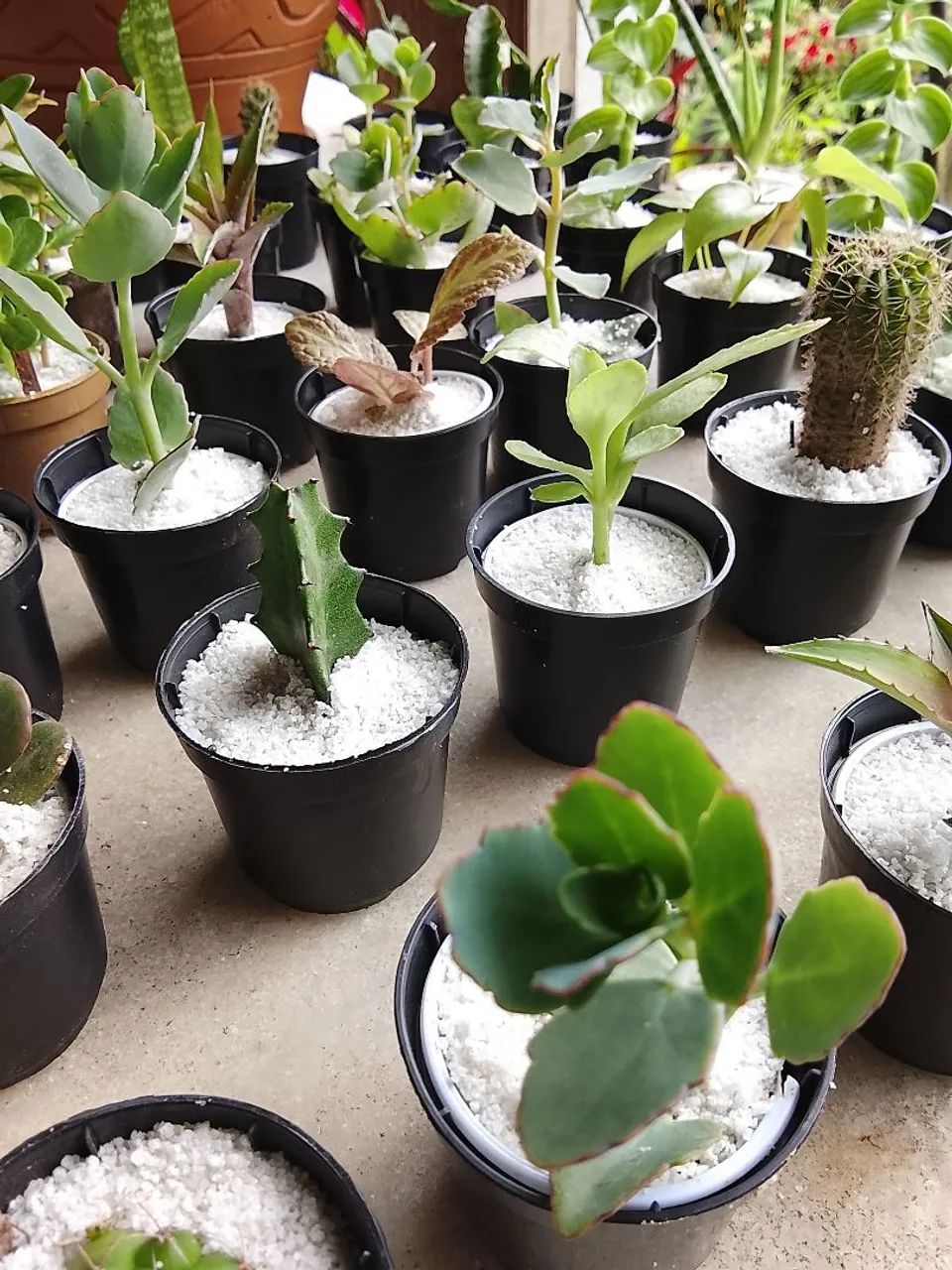 Cactos - Foto 4