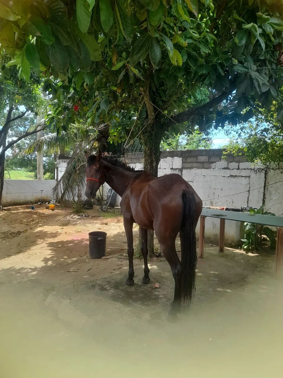 Vendo egua  - Foto 3
